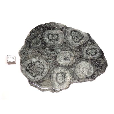 Diorite Orbiculaire Plaque 0118