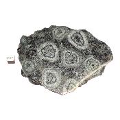 Diorite Orbiculaire Plaque 0126