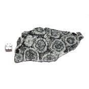 Diorite Orbiculaire Plaque 0127