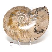 Ammonite Nacrée Entière 0146