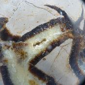 Septaria Forme Libre 20006