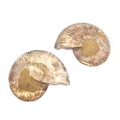 Ammonite Clinoviceras Nacrée Sciée Paire 20332