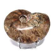 Ammonite Nacrée Entière 20344