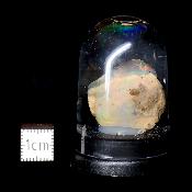 Opale d'Ethiopie Pierre Brute 2308