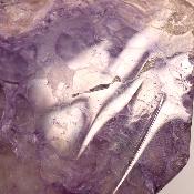 Charoite Tranche 2349