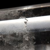 Cristal Vogel 3032