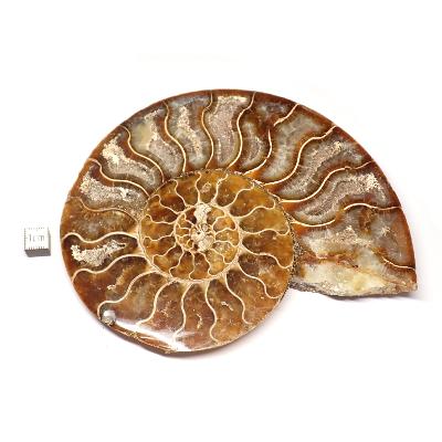 Ammonite sciée 3046
