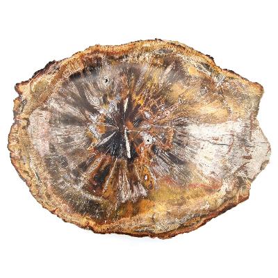 Bois Fossile