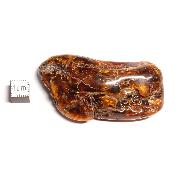 Ambre de la Baltique morceau poli n° 05948