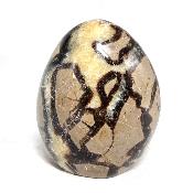 Septaria Forme Libre 08361
