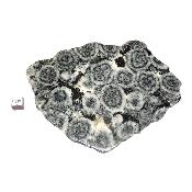 Diorite Orbiculaire Plaque 0120