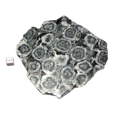Diorite Orbiculaire Plaque 0121