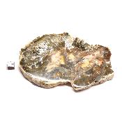 Bois Fossile Plaque 0141