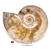 Ammonite Nacrée Entière 0145