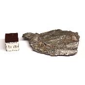 Météorite Sidérite Sikhote-Alin 15166