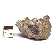 Météorite Sidérite Sikhote-Alin 15170