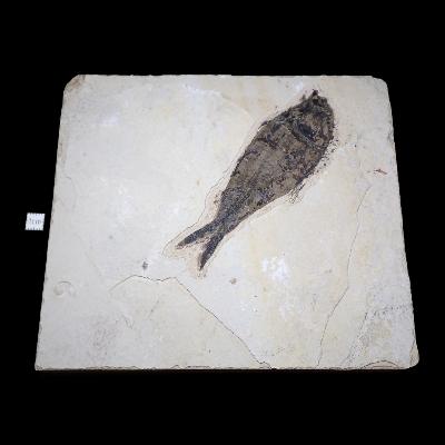 Poisson Fossile n°153