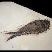 Poisson Fossile n°153