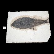 Poisson Fossile n°155