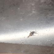 Cristal de Roche Pointe Polie 15933