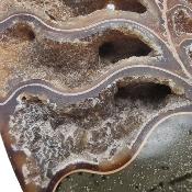 Ammonite Clinoviceras Nacrée Sciée Paire 20329
