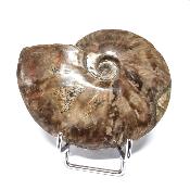 Ammonite Nacrée Entière 20344