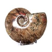 Ammonite Nacrée Entière 20344