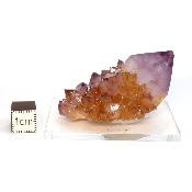 Cristal Cactus Brute 2735