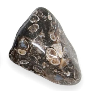 Agate Fossile ou Turritele