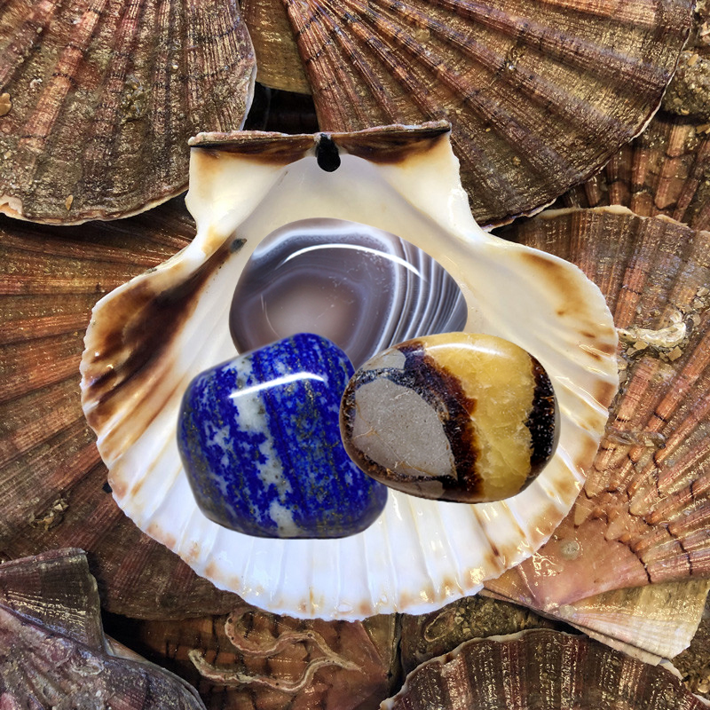 Photo de la purification avec une coquille saint jacques